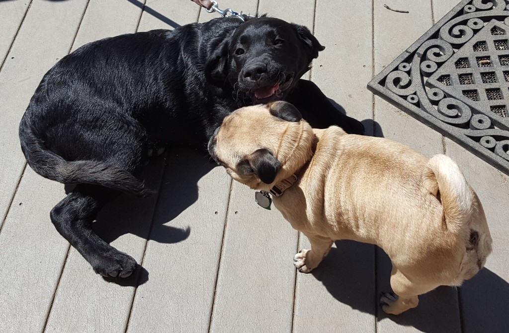 Brodie and Jazz wrestle