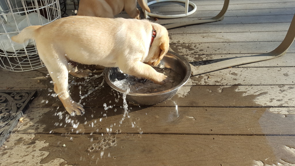 Brodie likes to splash