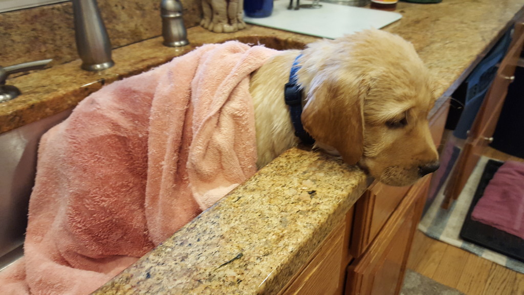 Gnarley after bath