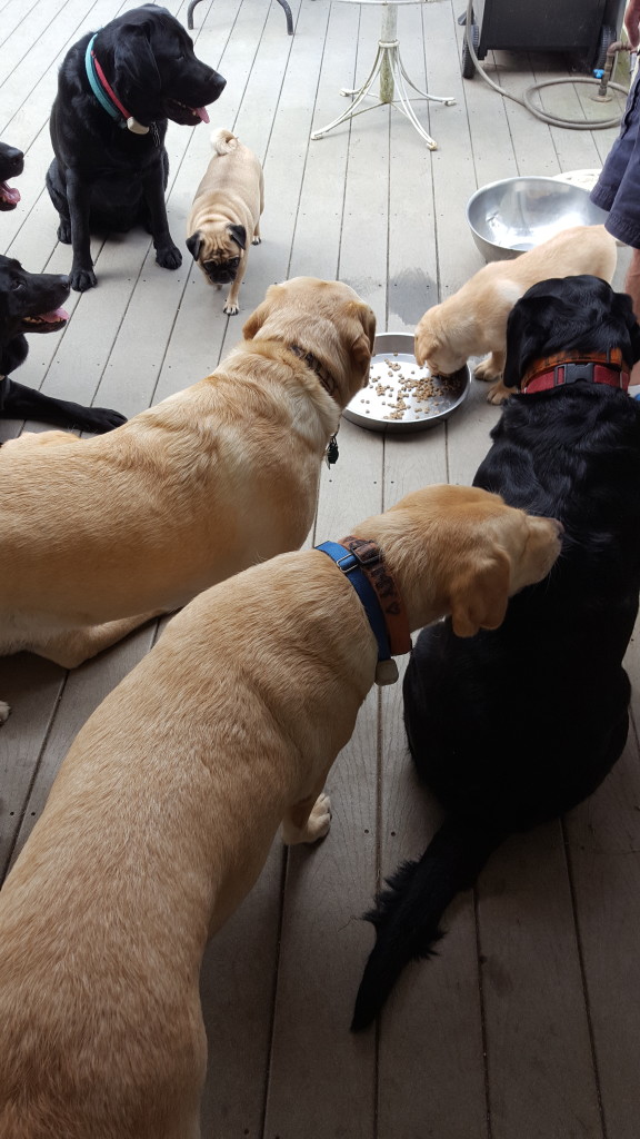 Gnarley has audience for lunch