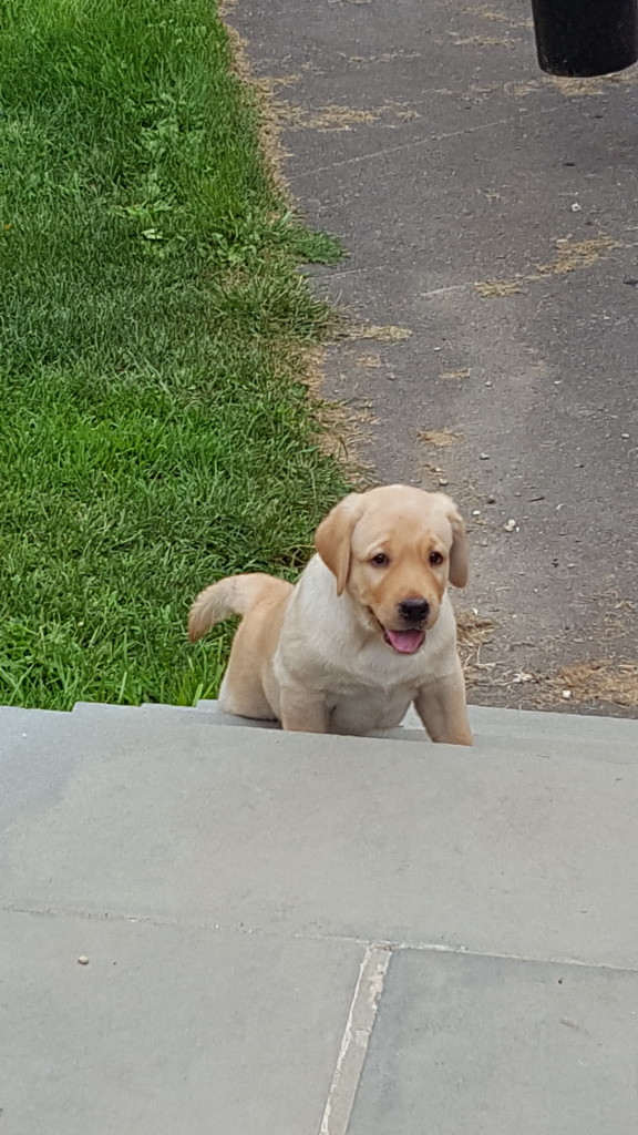 Gnarley on stairs