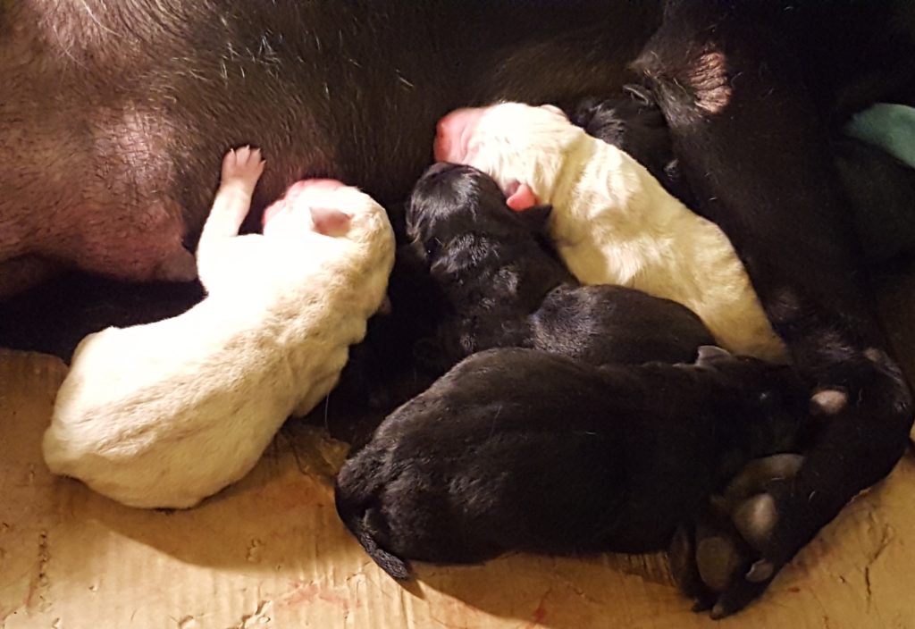 Four babies drinking