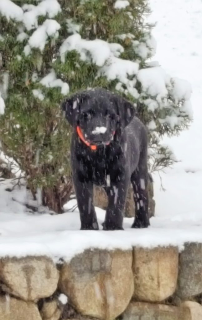 Lexi in the snow