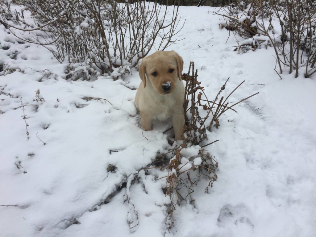 Scout from Angie in the snow 2018