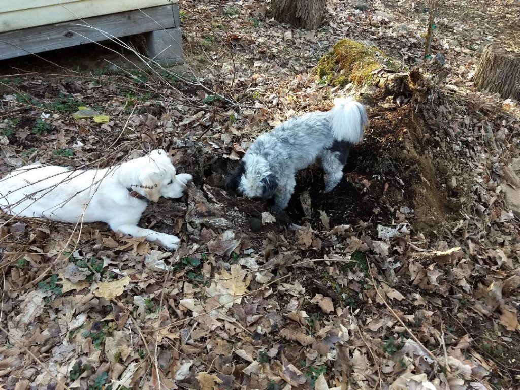 Khali taking hole digging lessons
