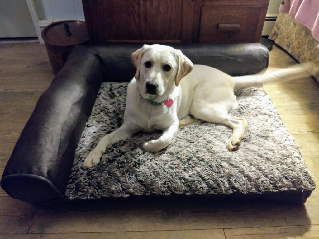 Khali on new dog bed