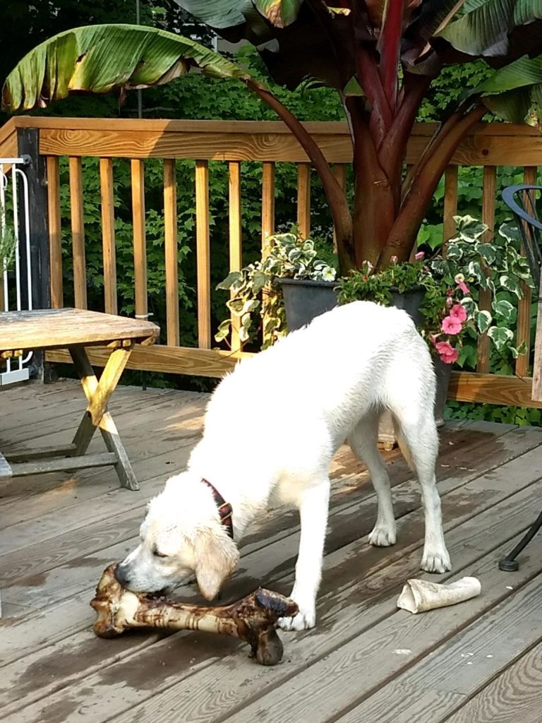Khali with big dog bone