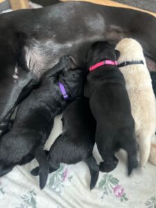 Luna pups with collars 1B