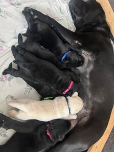 Luna pups with collars 1C