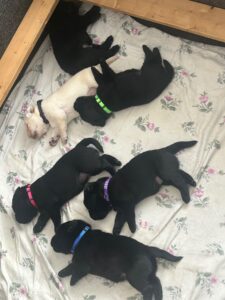 Luna pups with collars 1D