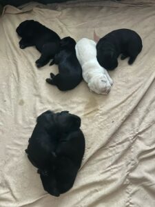 puppies 1A