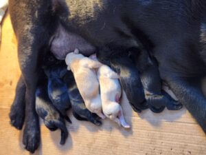 Brand new puppies 9-16-24