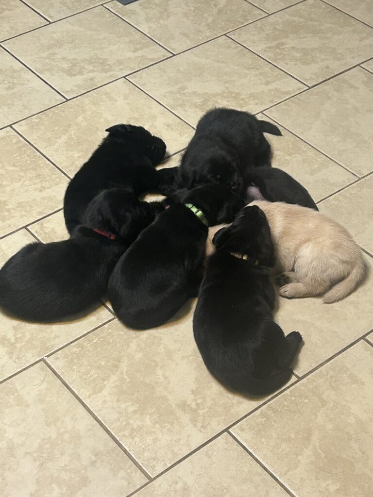 Luna puppies 2025 bb