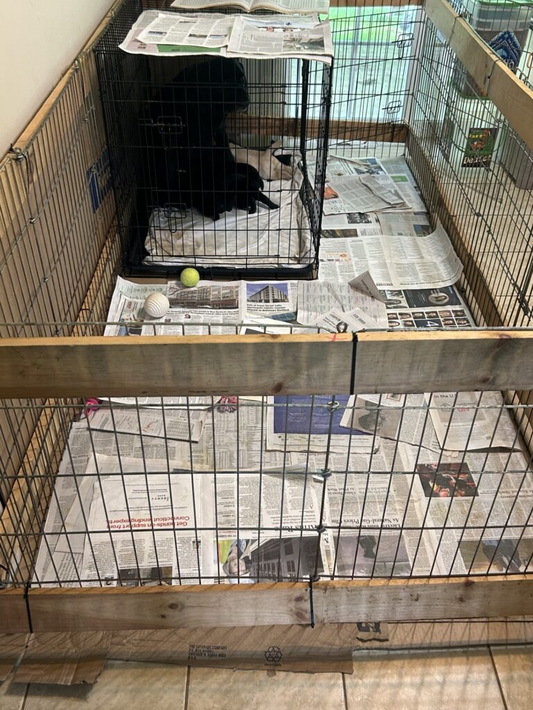 Luna puppies 2025 cc