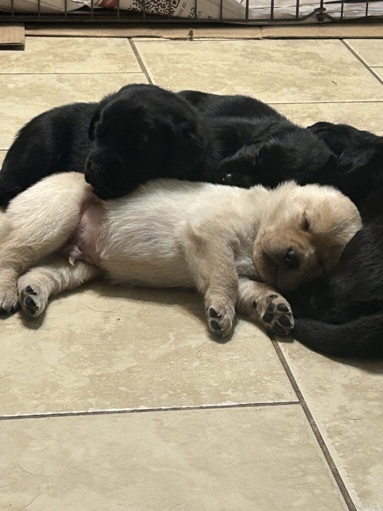 Luna pups black and white July 2025