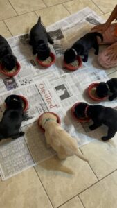 Luna pups eating July 2025