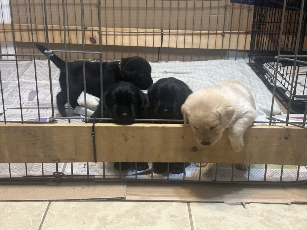 Luna pups escaping July 2025