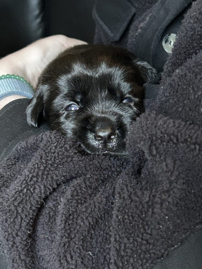 Luna pups in arms July 2025