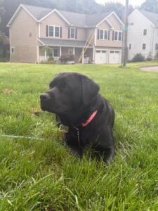 Maggie 1C