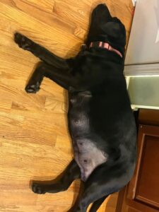 Maggie 2A