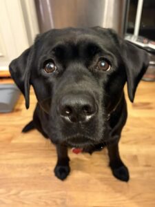 Maggie 2C
