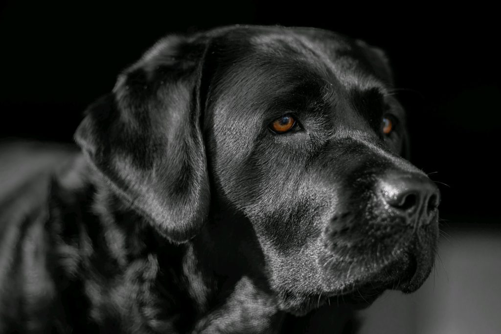 A Family Farm — Quality Labrador Breeders in Redding, Connecticut