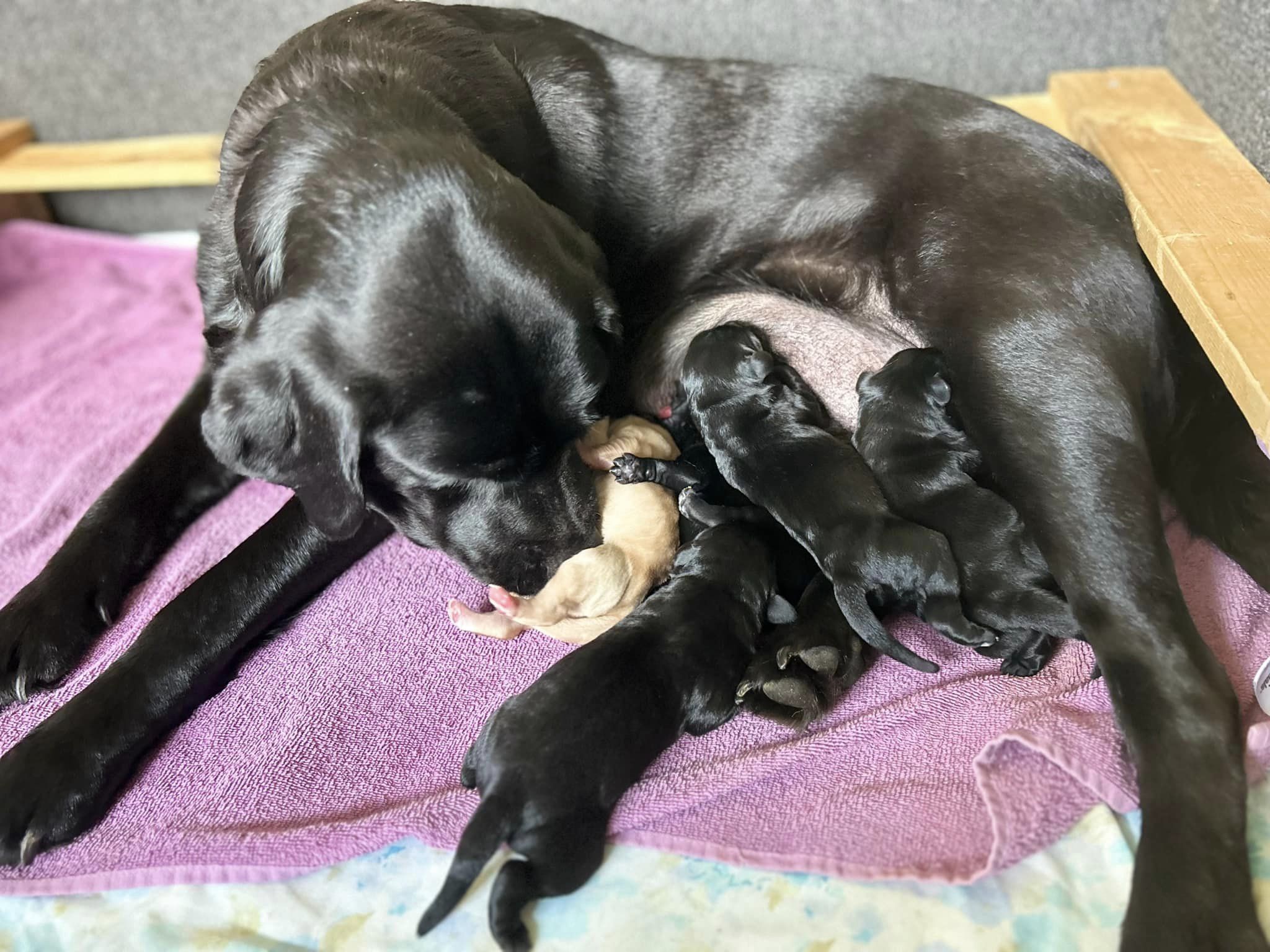 A Family Farm — Quality Labrador Breeders in Redding, Connecticut