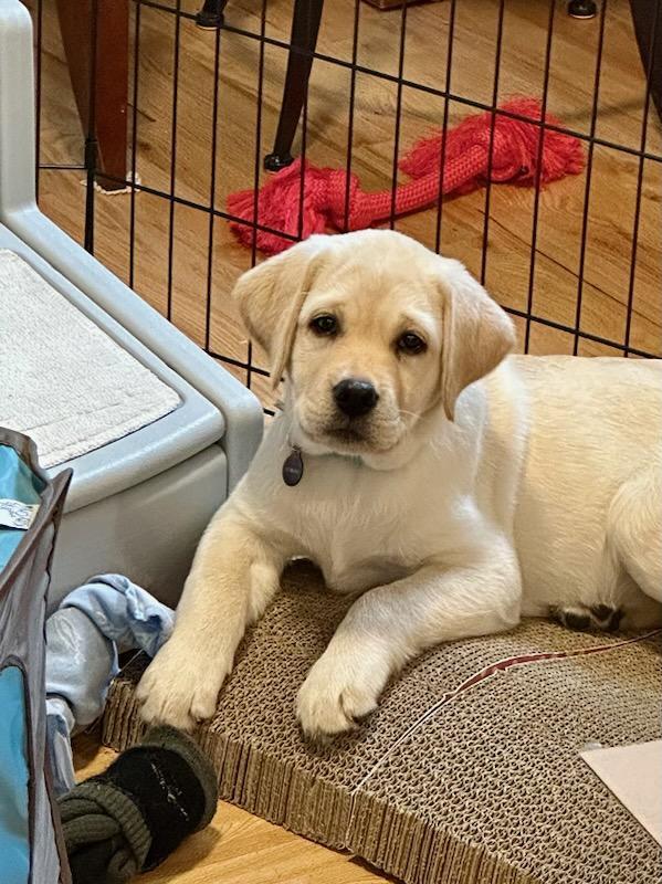 A Family Farm — Quality Labrador Breeders in Redding, Connecticut